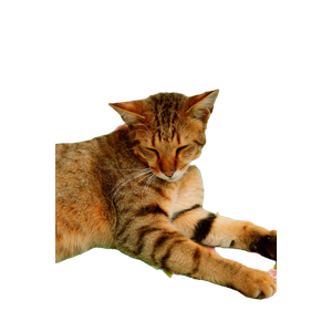 Charming Tabby Cat Lying On A Vibrant Floral Fabric, Exuding Calm And Cuteness. 13286 - Cat PNG image with transparent background